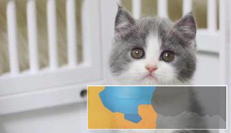 出售高品质纯种英短蓝猫蓝白渐层加菲等疫苗齐全元 出售高品质纯种英短蓝猫蓝白渐层加菲等疫苗齐全元