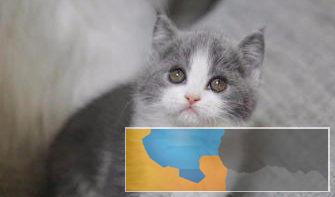 出售高品质纯种英短蓝猫蓝白渐层加菲等疫苗齐全元 出售高品质纯种英短蓝猫蓝白渐层加菲等疫苗齐全元