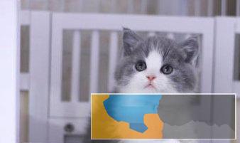 出售高品质纯种英短蓝猫蓝白渐层加菲等疫苗齐全元 出售高品质纯种英短蓝猫蓝白渐层加菲等疫苗齐全元