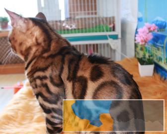 金豹会馆出售 孟加拉猫 金豹会馆出售 孟加拉猫