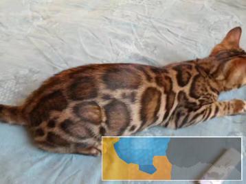 金豹会馆出售 孟加拉猫 金豹会馆出售 孟加拉猫