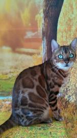 金豹会馆出售 孟加拉猫 金豹会馆出售 孟加拉猫