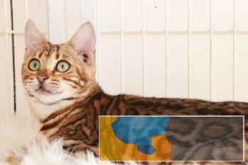 金豹会馆出售 孟加拉猫 金豹会馆出售 孟加拉猫