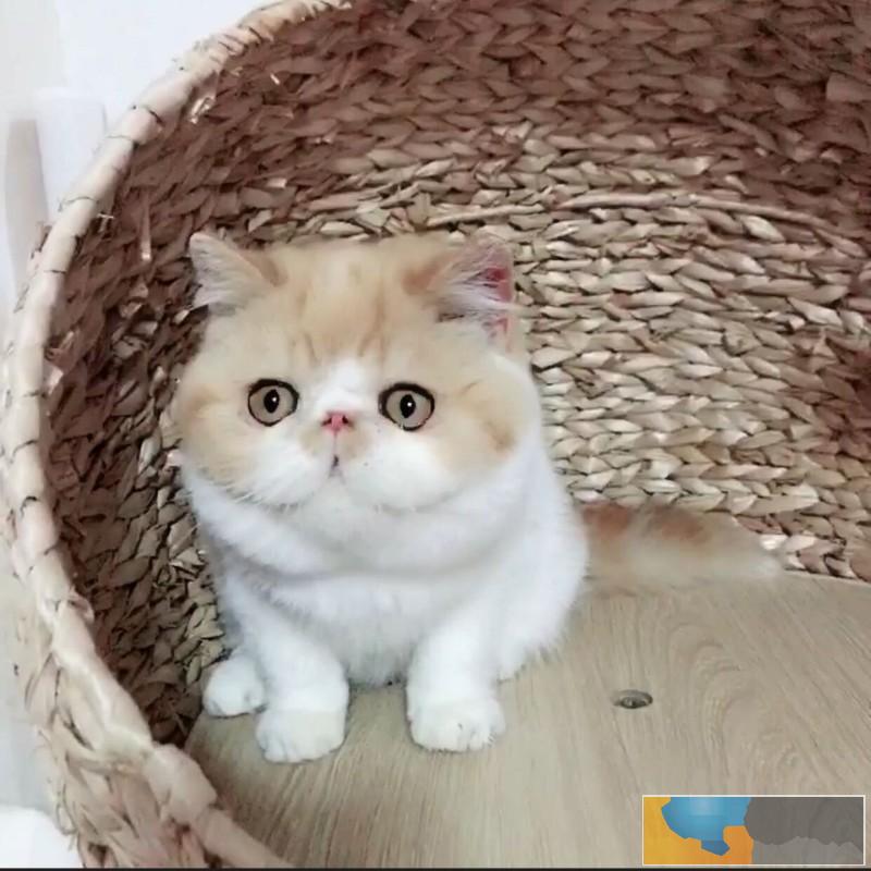 天津加菲猫 活体宠物猫 眼鼻一线贼溜溜的可爱性格超软