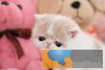 太原CFA小木屋萌猫馆加菲猫幼猫预定出售