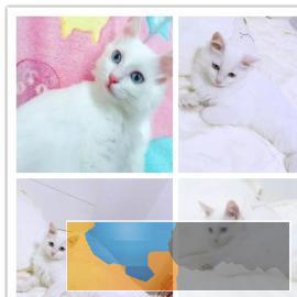蓝猫蓝白渐层美短布偶加菲只做健康猫无数买家的选择