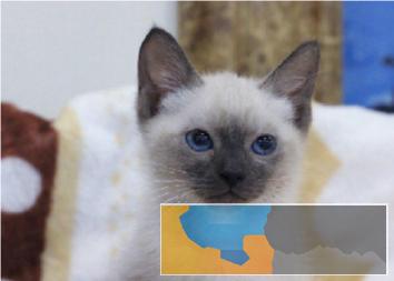 出售暹罗猫蓝眼面相呆萌可爱可签协议
