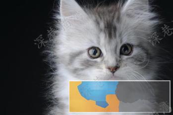 俄罗斯进口纯种长毛缅因猫包健康包纯种可签协议