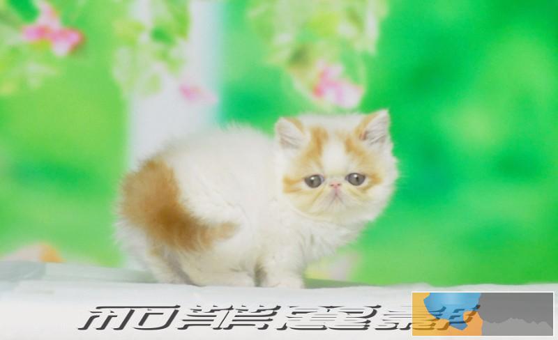 武汉加菲猫 宠物猫 异国短毛猫出售 持续更新