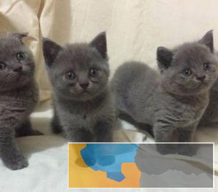 宠物猫咪蓝白渐层英短美短布偶幼猫加菲猫蓝猫暹罗活体