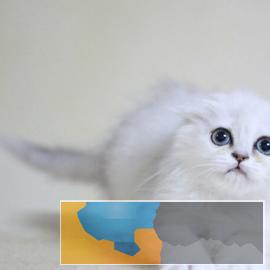 出售纯种健康布偶猫金吉拉折耳猫高地猫签协议