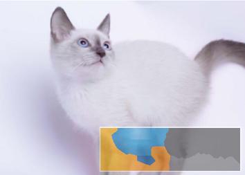 家养暹罗猫重点色泰国暹罗猫漂亮蓝眼