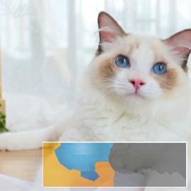 猫舍出售布偶蓝双海双暹罗金吉拉包纯种健康