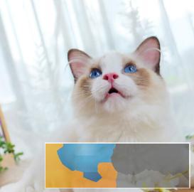 聪明布偶猫海豹蓝山猫双色重点色布偶猫小猫咪活体纯