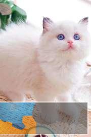 猫舍幼猫品种齐全、加菲蓝猫布偶健康无癣、签协议