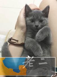 徐州出英国短毛猫2个月幼猫