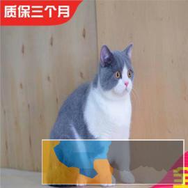 疫苗齐全虎斑短毛猫纯种花色整齐匀称血统纯