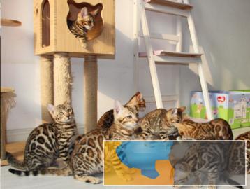 CFA认证猫舍 孟加拉豹猫 保障健康终生售后