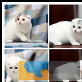 同城CFA猫舍出售幼猫纯种苏格兰折耳猫活体包健康