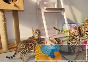 CFA认证猫舍 孟加拉豹猫 保障健康终生售后