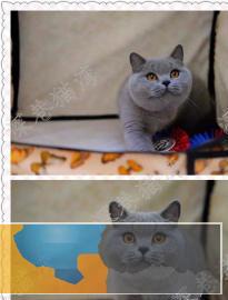 英短蓝猫纯种自家繁殖蓝猫包纯种包健康
