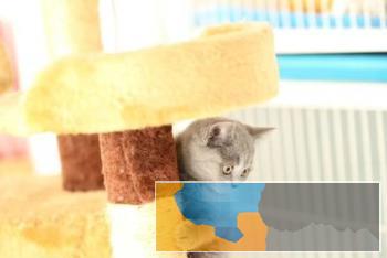 英短蓝猫一只大胆好奇兼温柔猫咪包健康包品质