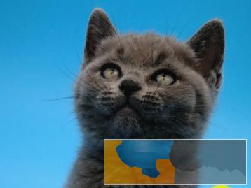 出售英短蓝猫蓝白，加菲，渐层，美短标斑、加白，矮脚