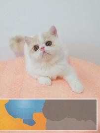 猫舍出售可爱加菲猫包纯种包健康签协议