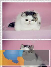 自家繁殖出售纯种家养加菲猫短毛猫健康纯种加菲猫