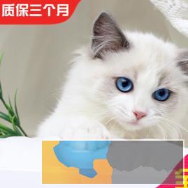 高颜值 仙女猫布偶猫，长相甜美 常年出售、多选