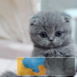 本地猫舍专业繁育英短银渐层蓝猫幼猫包纯种包健康