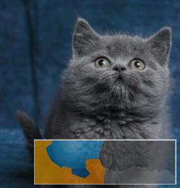 专业猫舍繁殖蓝胖子超级可爱虎胖性格好有保障