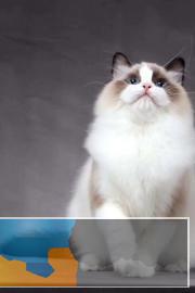 双色布偶猫出售，价格美丽，包纯种健康