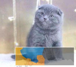 自家繁殖纯种英短蓝猫蓝白渐层加菲布偶