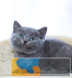 蓝猫宝宝、贴心的售后、能签协议保障全年出售包健康
