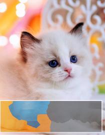 双证疫苗齐全包健康三包蓝眼五度加高品质布偶猫纯种