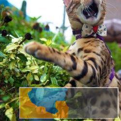 本地出售孟加拉豹猫只繁殖纯种健康猫咪