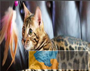 猫舍出售孟加拉豹猫驱过虫打过疫苗健康有保障