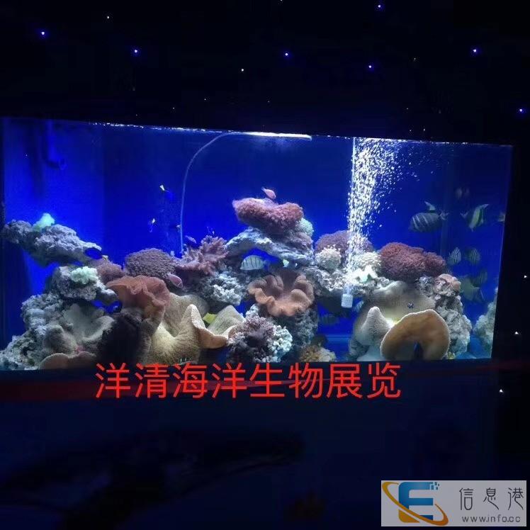 洋清水族-广州定制海鲜池工程-广州定制海鲜池 洋清水族-广州定制海鲜池工程-广州定制海鲜池