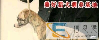 急售 血统全活赌兔格力犬