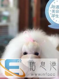 哈道盟高端宠物牵引绳-美容师培训 哈道盟高端宠物牵引绳-美容师培训