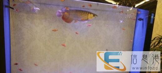 低价出售可丽爱鱼缸