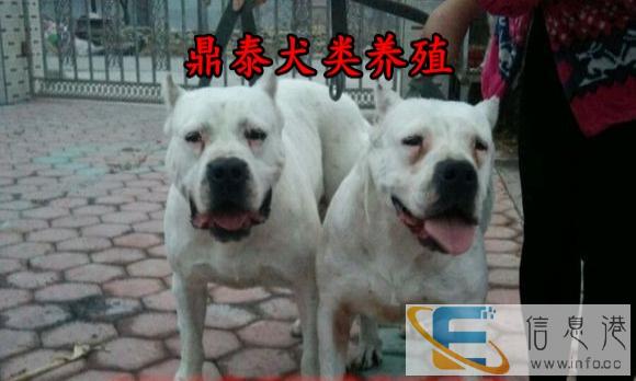 杜高犬配种-血统纯种双血统大骨架大体杜高犬-大头宽嘴杜高犬