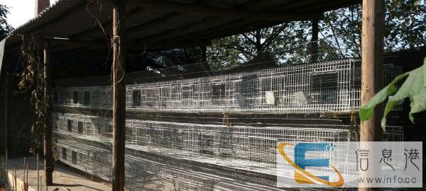 柳州市兴达养兔场供应兔饲料 兔笼 兔疫苗
