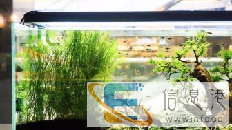 定做鱼缸设计鱼缸清洗鱼缸保养鱼缸维护鱼缸