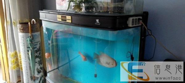 含泪转让加厚鱼缸 含泪转让加厚鱼缸