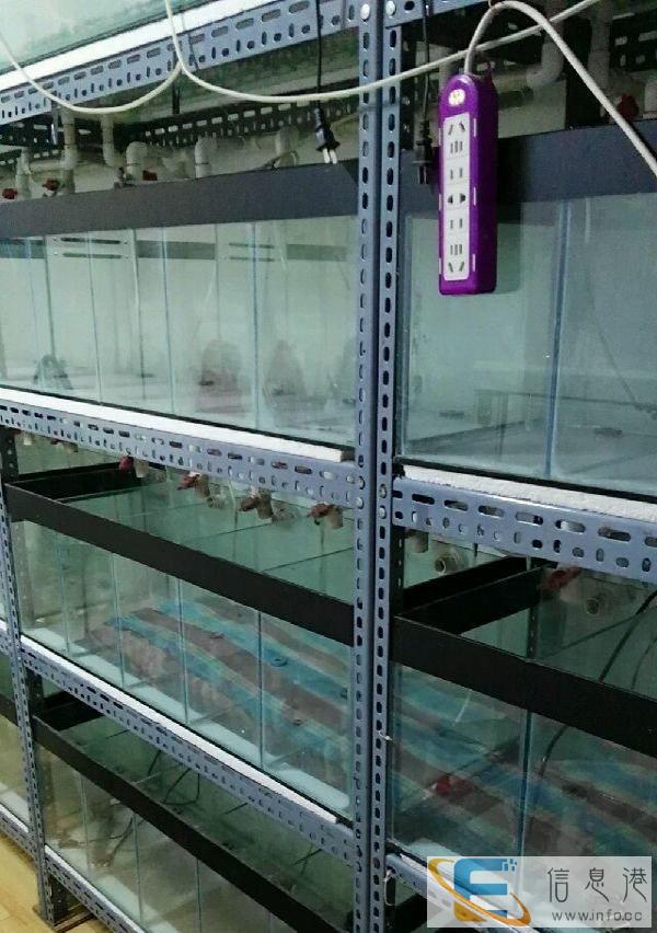 孔雀鱼系统组合鱼缸繁殖缸