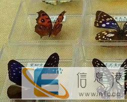 昆虫展，仿真昆虫出租出售，蝴蝶展，标本制作礼品加工