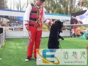 张家界孔雀服,百鸟展,蝴蝶展览,萤火虫展,鹦鹉表演,马戏 张家界孔雀服,百鸟展,蝴蝶展览,萤火虫展,鹦鹉表演,马戏