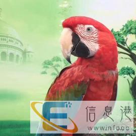 张家界孔雀服,百鸟展,蝴蝶展览,萤火虫展,鹦鹉表演,马戏 张家界孔雀服,百鸟展,蝴蝶展览,萤火虫展,鹦鹉表演,马戏